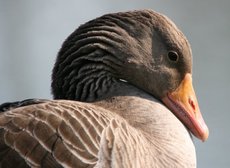 Nilgans-133.jpg